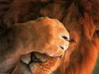 catlionhidesface.webp