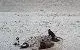 Beach 2012 010.webp