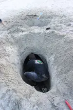 Beach 2012 070.webp