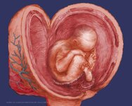 133-Infant in womb.jpg