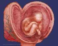 133-Infant in womb.webp 133-Infant in womb.webp