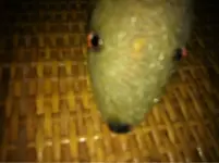image-1127970356.webp