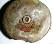 shell3.webp