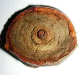 shell5.webp