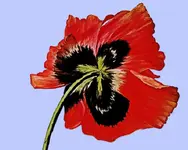 111 -120-Poppy.webp 111 -120-Poppy.webp