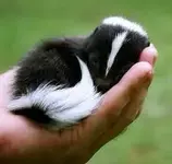 baby skunk.webp