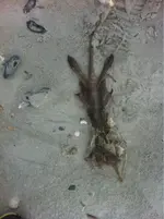 image-4079760937.webp