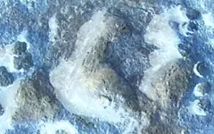 Wafer Iron BIRD maybe.webp