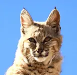 98031710.webp