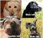 labs.webp