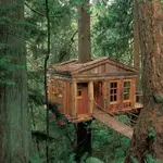 TreeHouse.webp