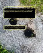 acorn_mortar_holes_friant_ca.webp