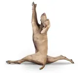 yoga-dogs-05.webp