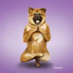 Yoga-dogs-1.webp
