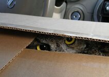 owl-look-from-the-box2.jpg
