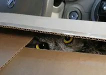 owl-look-from-the-box2.webp
