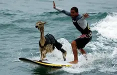 lama-surfing.webp