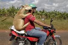 goat-bike.webp
