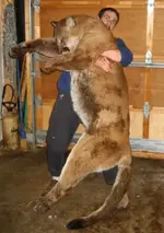 biglion1.webp