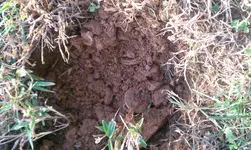 Copy (1) of IMAG0029.webp