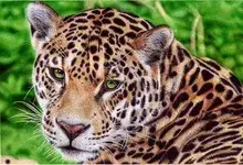 jaguar___ballpoint_pen_by_vianaarts-d51wc8w.webp jaguar___ballpoint_pen_by_vianaarts-d51wc8w.webp
