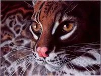 margay_cat___bic_ballpoint_pen_by_vianaarts-d4nafol.webp margay_cat___bic_ballpoint_pen_by_vianaarts-d4nafol.webp