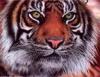 tiger___bic_ballpoint_pen_by_vianaarts-d4qz8xg.webp tiger___bic_ballpoint_pen_by_vianaarts-d4qz8xg.webp