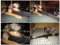 Got A new Dog.webp