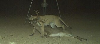 deer-management-mountain-lion-kills-buck-07.jpg