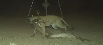 deer-management-mountain-lion-kills-buck-07.webp