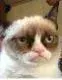 grumpy.webp