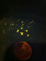 image-1981102157.webp