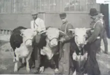3Men3Bulls.webp