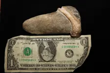 Tooth1.webp