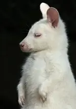 wallaby-joey-baby.webp wallaby-joey-baby.webp