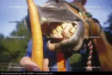 hand-feeding-a-horse-a-carrot_139684[1].webp