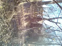 old foundation.webp