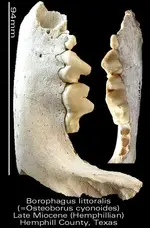 borophaguslitteralis.webp