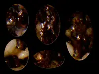 quartz_veinrock1LGgold.webp