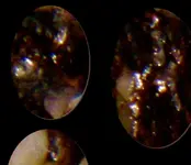 quartz_veinrock1LGcrop.webp