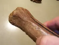 Bone marks 012.webp