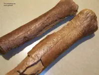 Gnawed metatarsal.webp