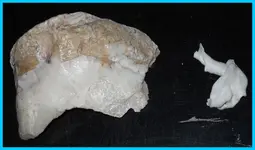 rsz_wtf_010[1].webp