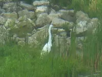 GREAT EGRET (1).webp
