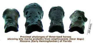 horse_phalanges_bitemarks4.webp