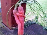 carrot love.jpg