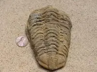 trilobite.webp
