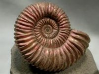 ammonite.jpg