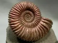 ammonite.webp