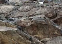 Mtn lion.webp